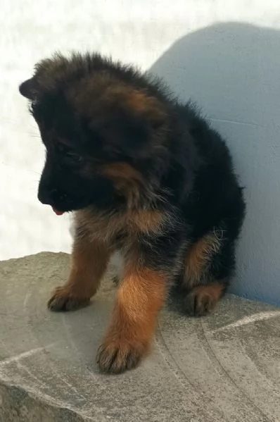 Cuccioli pastore tedesco