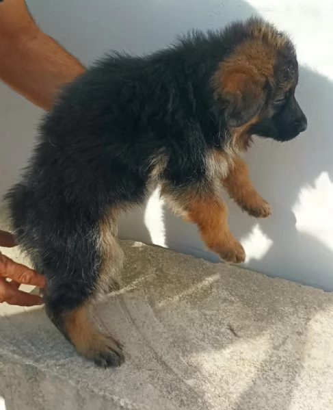 Cuccioli pastore tedesco | Foto 5