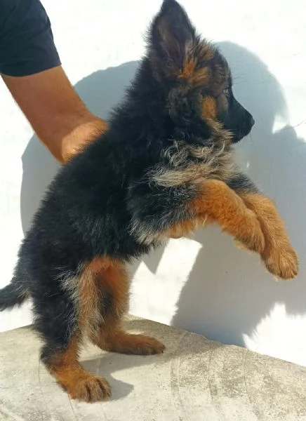Cuccioli pastore tedesco | Foto 4