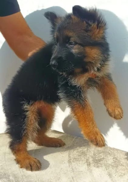 Cuccioli pastore tedesco | Foto 3