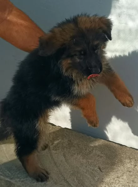 Cuccioli pastore tedesco | Foto 2