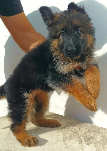 Cuccioli pastore tedesco | Foto 1