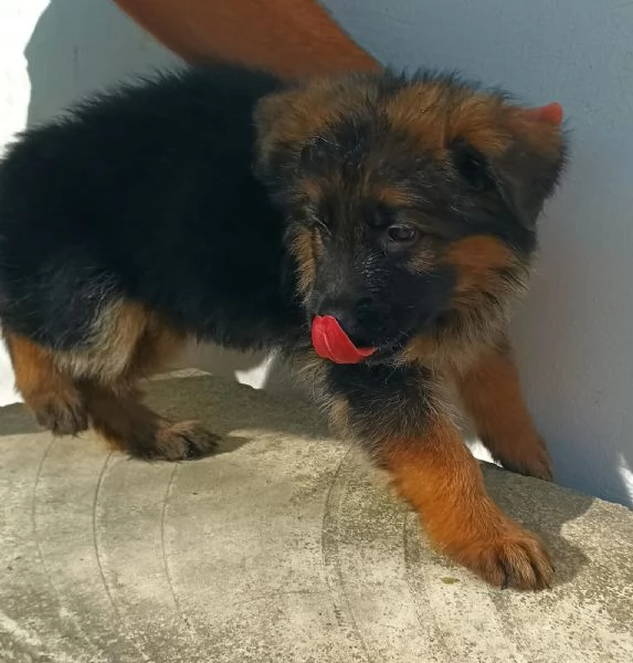 Cuccioli pastore tedesco | Foto 0