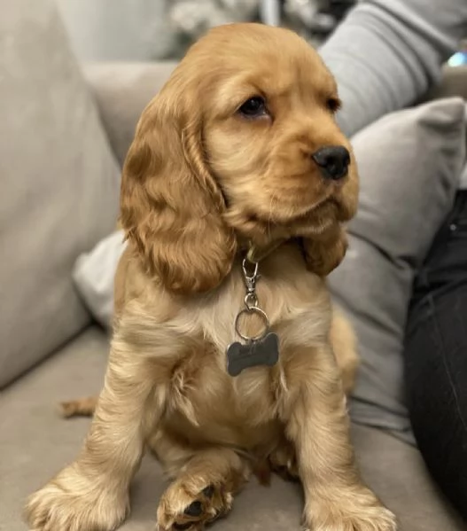 Adorabile cucciolo di Cocker Spaniel Americano in cerca di adozione. | Foto 0
