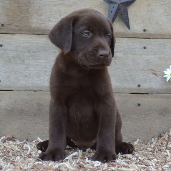 Labrador (cuccioli maschio e femmina) | Foto 0