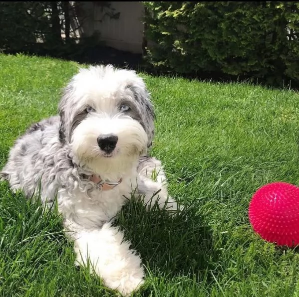 Sheepadoodle(cuccioli maschio e femmina) | Foto 0