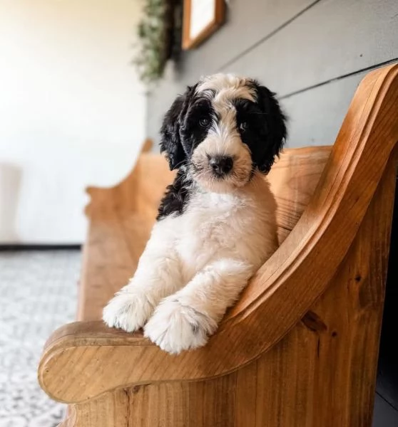Sheepadoodle(cuccioli maschio e femmina)