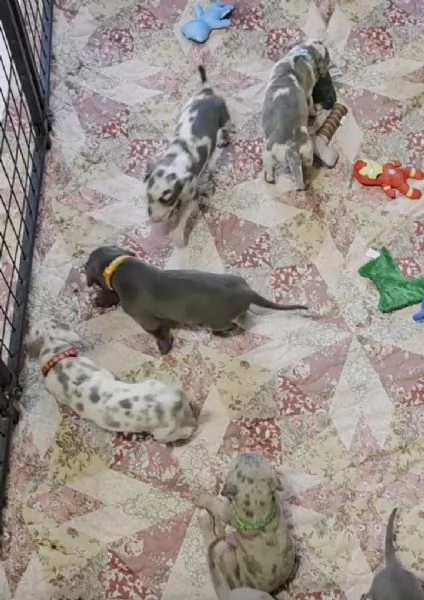 Great dane(cuccioli maschio e femmina) | Foto 0