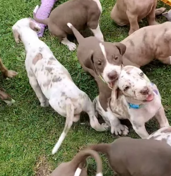 Great dane(cuccioli maschio e femmina)