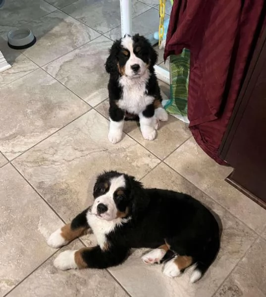 Bernese maiuntain (cuccioli maschio e femmina) | Foto 0