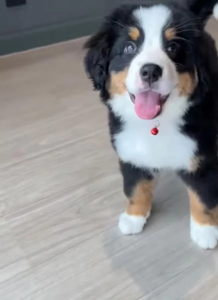 Bernese maiuntain (cuccioli maschio e femmina)