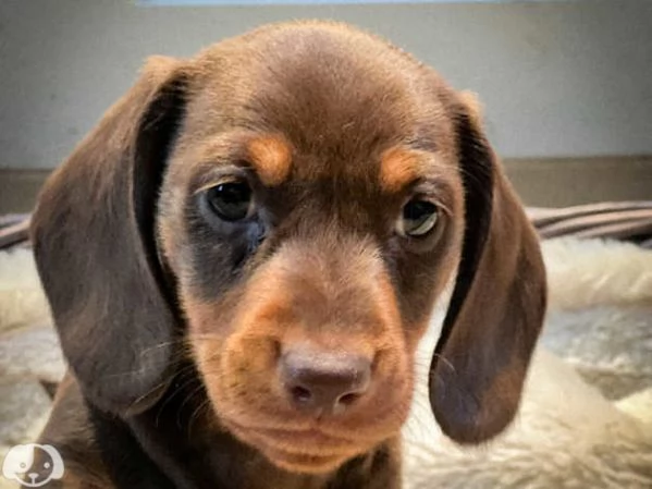 Cuccioli di bassotto di 3 mesi | Foto 1