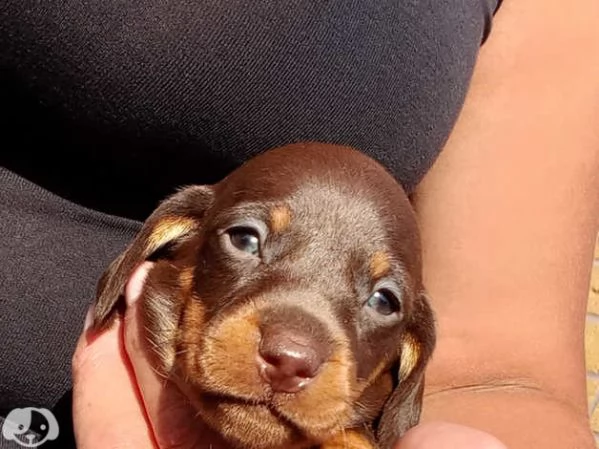 Cuccioli di bassotto di 3 mesi | Foto 2