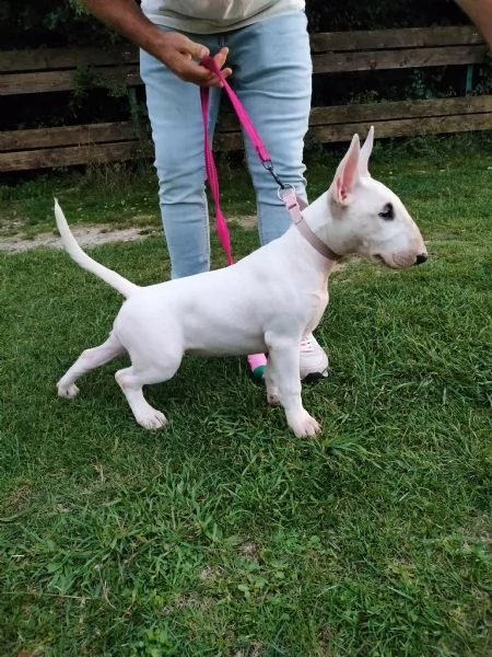 Cucciola bull terrier standard 