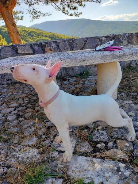 Cucciola bull terrier standard  | Foto 3