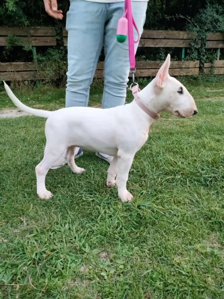 Cucciola bull terrier standard  | Foto 2