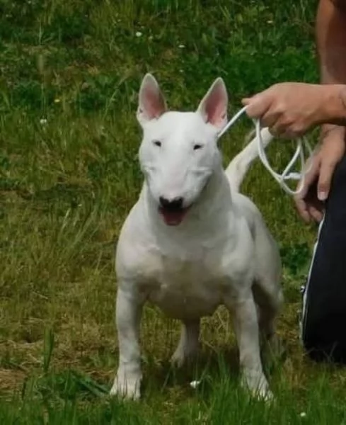 Cucciola bull terrier standard  | Foto 1