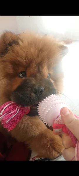 Chow Chow femmina  | Foto 5