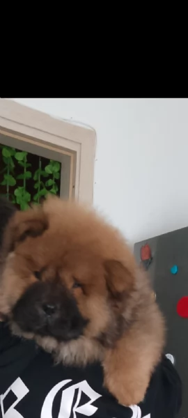 Chow Chow femmina  | Foto 4
