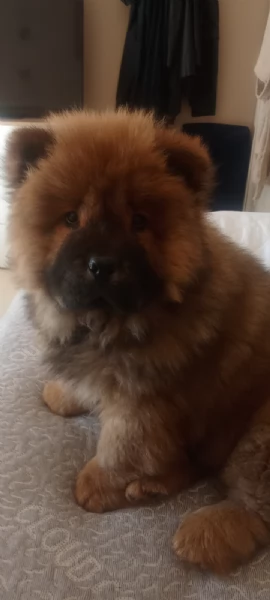 Chow Chow femmina  | Foto 3