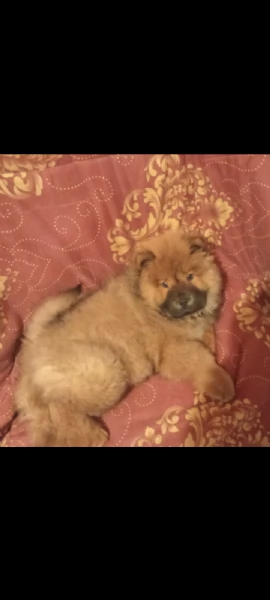 Chow Chow femmina  | Foto 2