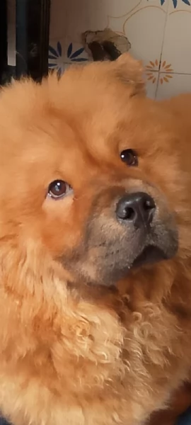 Chow Chow femmina 