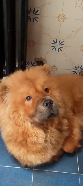 Chow Chow femmina  | Foto 1