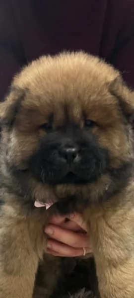 Chow Chow femmina  | Foto 0