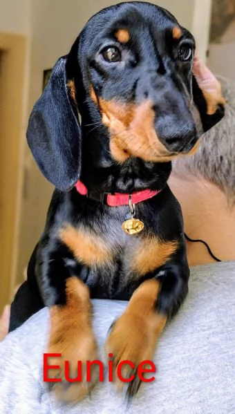 Vendo cuccioli bassotto tedesco nano nero focato  | Foto 1