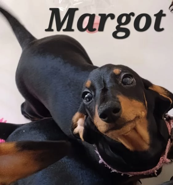 Vendo cuccioli bassotto tedesco nano nero focato  | Foto 0