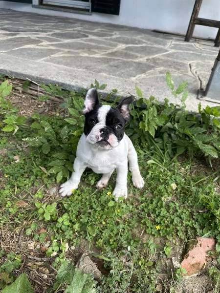 Cuccioli di Bulldog Francese con Pedigree Enci | Foto 6