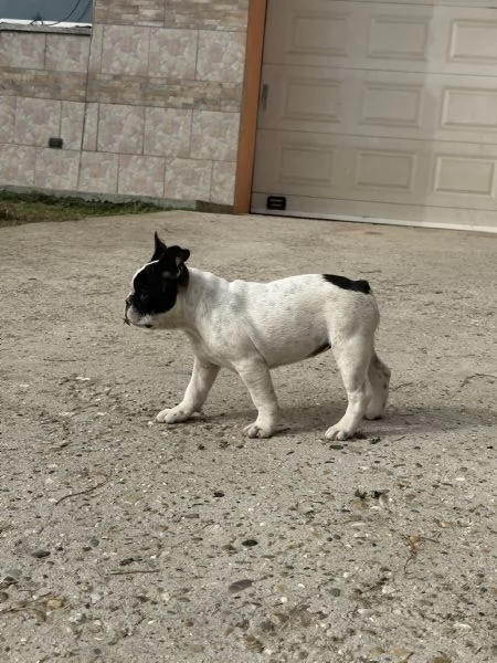 Cuccioli di Bulldog Francese con Pedigree Enci | Foto 5