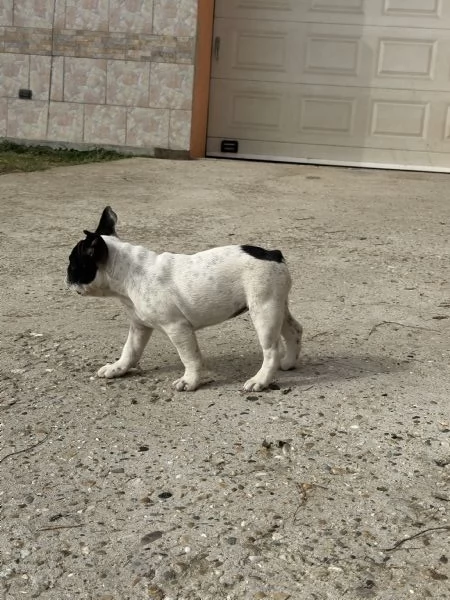 Cuccioli di Bulldog Francese con Pedigree Enci | Foto 4