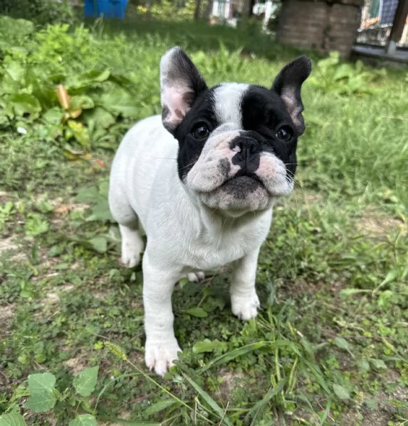 Cuccioli di Bulldog Francese con Pedigree Enci | Foto 3