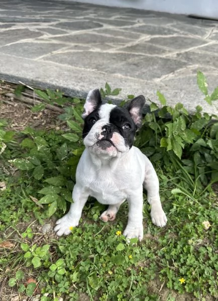 Cuccioli di Bulldog Francese con Pedigree Enci | Foto 2