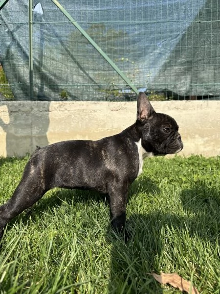 Cuccioli di Bulldog Francese con Pedigree Enci | Foto 1