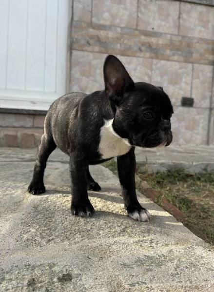 Cuccioli di Bulldog Francese con Pedigree Enci | Foto 0