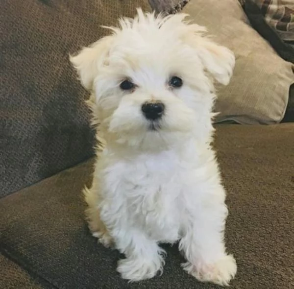 Cuccioli Maltese
