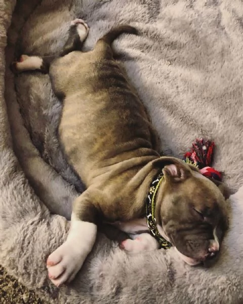 cuccioli di Pitbull | Foto 2