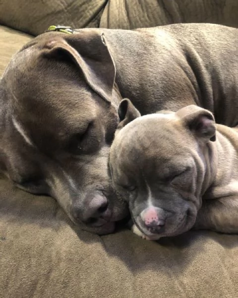 cuccioli di Pitbull | Foto 0