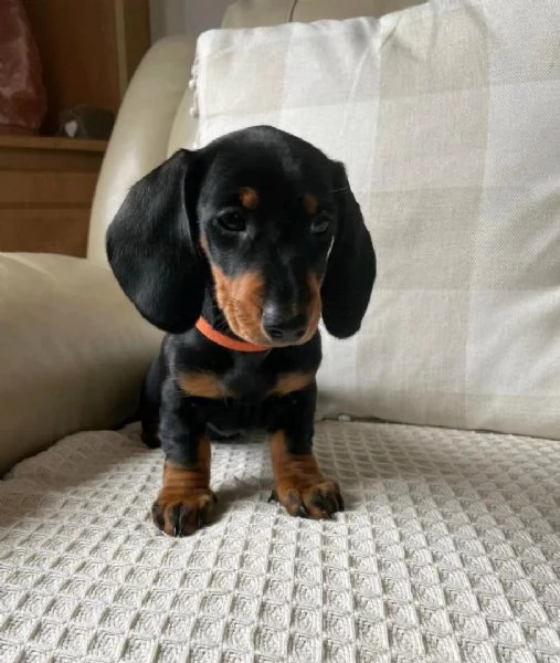 Cuccioli bassotto nano | Foto 1