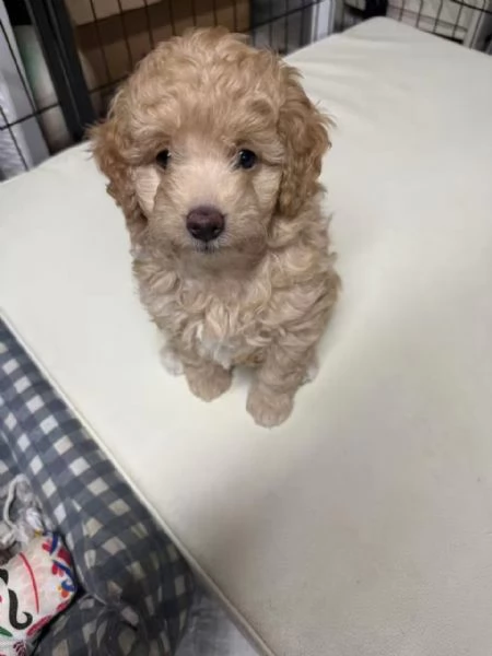 Vendita di 2 cuccioli di barboncino 1200 per uno.