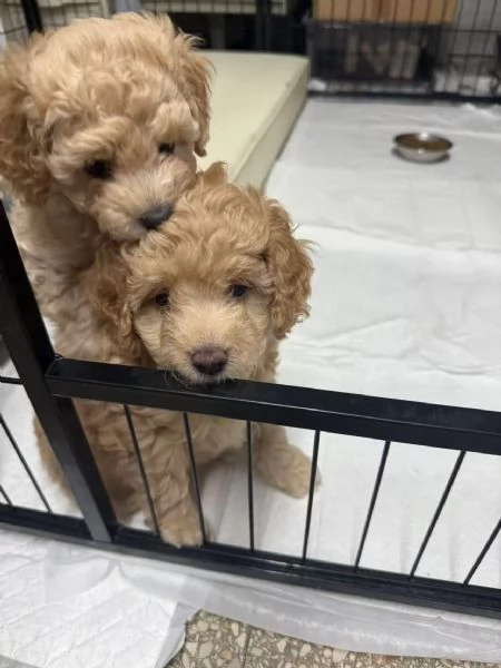 Vendita di 2 cuccioli di barboncino 1200 per uno. | Foto 1