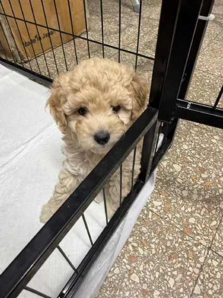 Vendita di 2 cuccioli di barboncino 1200 per uno. | Foto 0