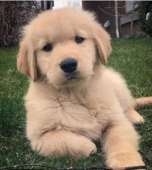  Golden  Retriever (cuccioli maschio e femmina | Foto 0