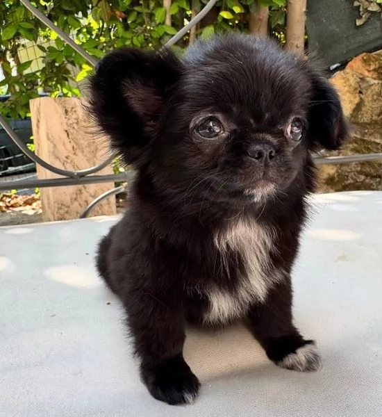 4. Chihuahua Toy (cuccioli maschio e femmina) | Foto 0