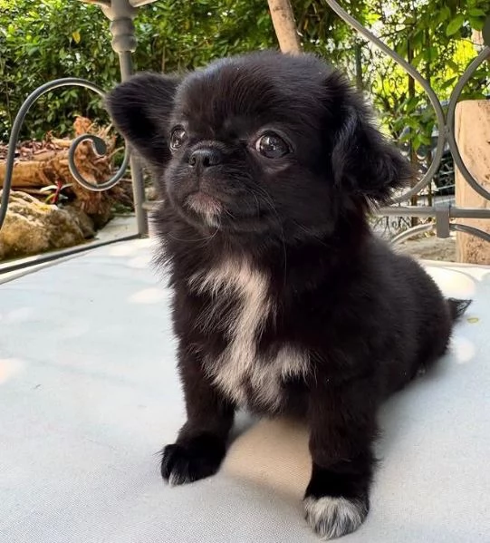 4. Chihuahua Toy (cuccioli maschio e femmina)