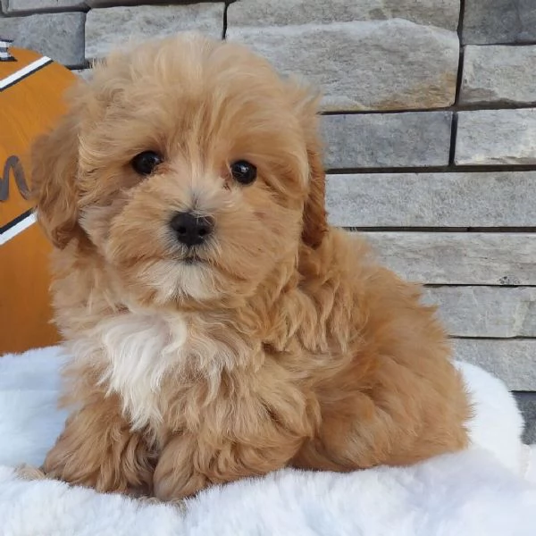 Maltipoo (cuccioli maschio e femmina) | Foto 0