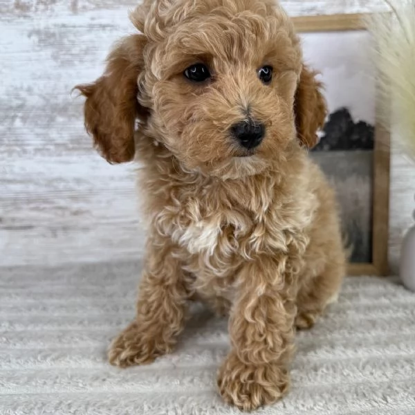Maltipoo (cuccioli maschio e femmina)