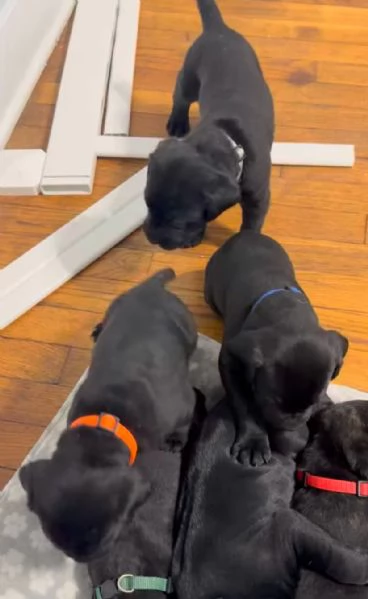Cane Corso  (cuccioli maschio e femmina) | Foto 0